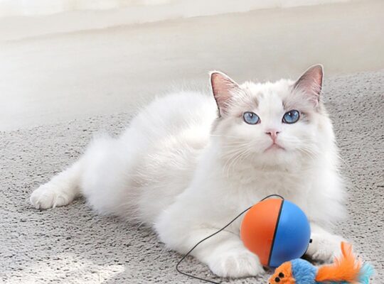 توپ هوشمند متحرک گربه با عروسک موش